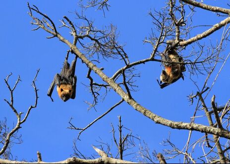 Photo of three Malagasy flying foxes in a tree.